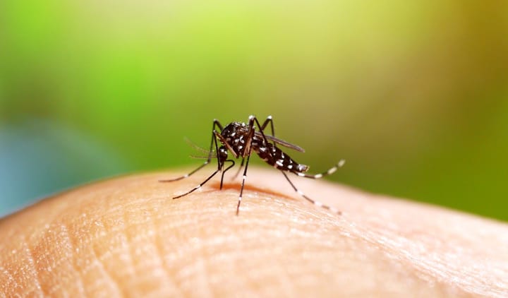 Mosquito da dengue, picando um humano.